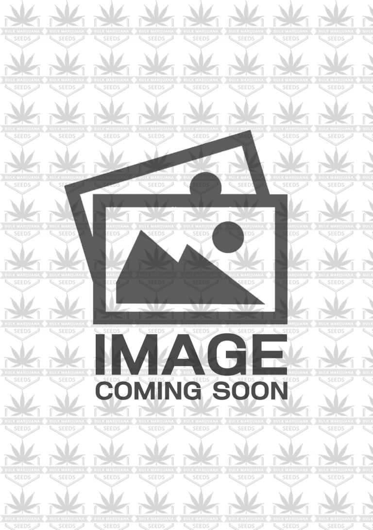 3 Kings Strain Autoflowering Marijuana Seeds